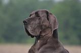 DOGUE ALLEMAND 477